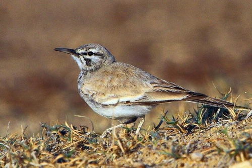 Desert National Park photo 3