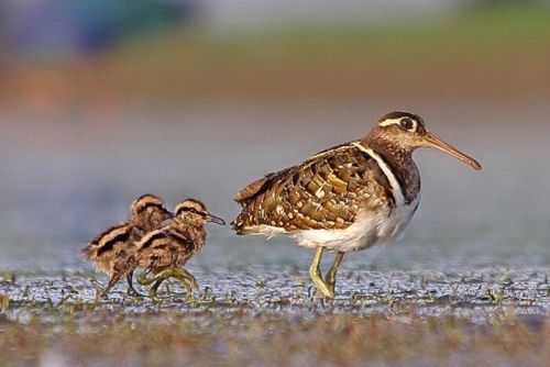 Udaipur Birding Trip photo 15