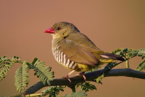 Udaipur Birding Trip photo 20