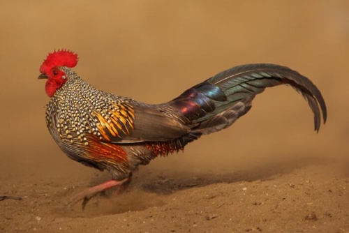 Camp Wolf-kumbalgarh photo 3