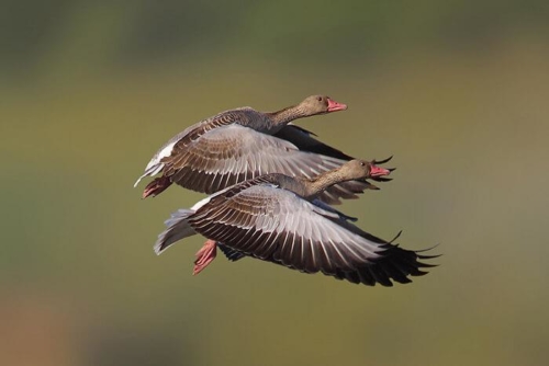 Udaipur Birding Trip photo 11