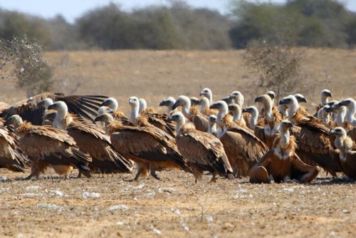 Bikaner and Tal Chappar photo 7