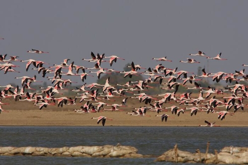 LRK (Little Rann Of Kutch) photo 3