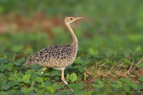 Magical Grassland Trip for Lesser Florican photo 9