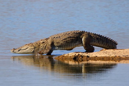 Jawai Leopard Conservation photo 8