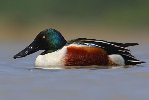 Keoladeo National Park (Bharatpur) photo 6
