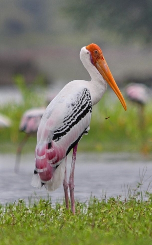 Udaipur Birding Trip photo 17