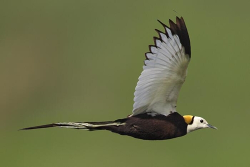 Udaipur Birding Trip photo 3