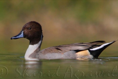 Keoladeo National Park (Bharatpur) photo 8