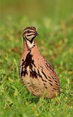Magical Grassland Trip for Lesser Florican photo 5