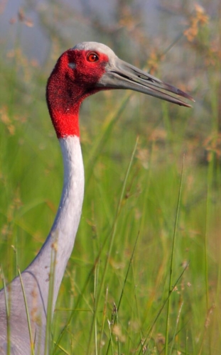 Keoladeo National Park (Bharatpur) photo 4