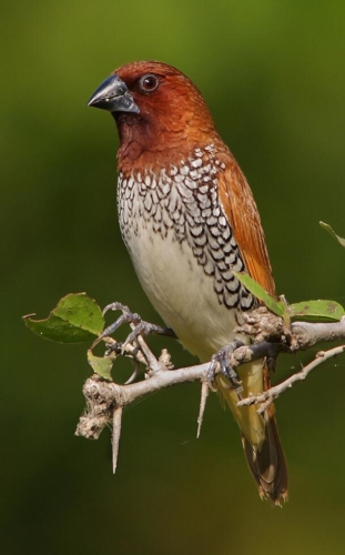Udaipur Birding Trip photo 24