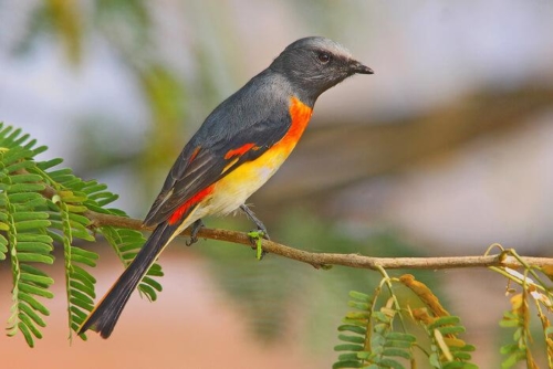 Udaipur Birding Trip photo 2