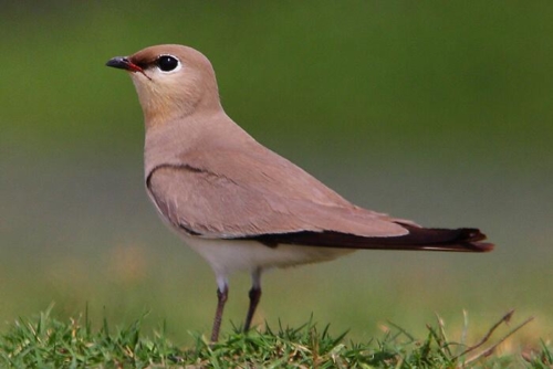 Udaipur Birding Trip photo 18