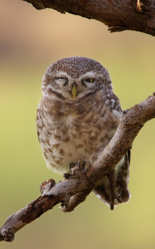 Udaipur Birding Trip photo 9