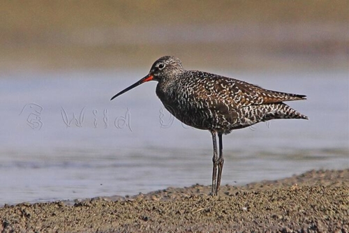Udaipur Birding Trip photo 14