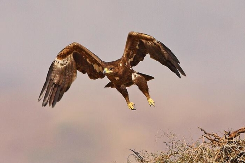 Bikaner and Tal Chappar photo 6
