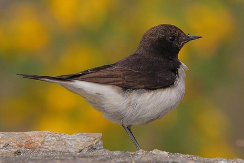 Udaipur Birding Trip photo 21