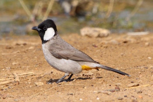 Desert National Park photo 7