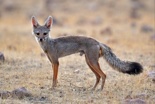 Desert National Park photo 1