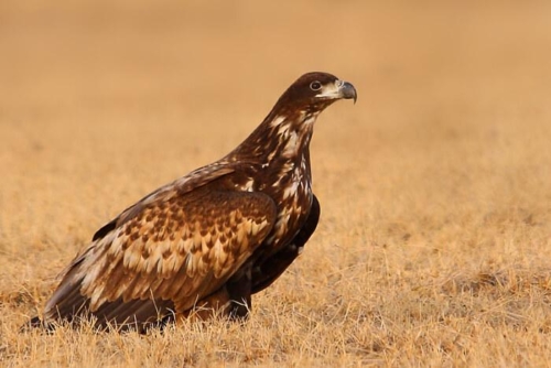 Bikaner and Tal Chappar photo 2