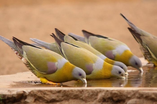Camp Wolf-kumbalgarh photo 9