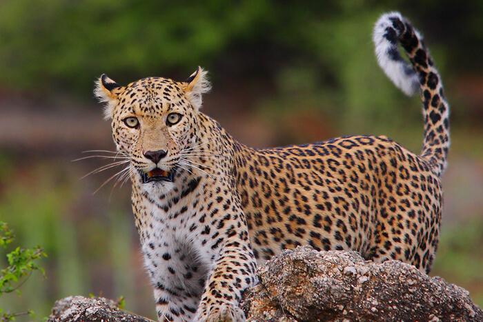 kumbhalgarh leopard safari